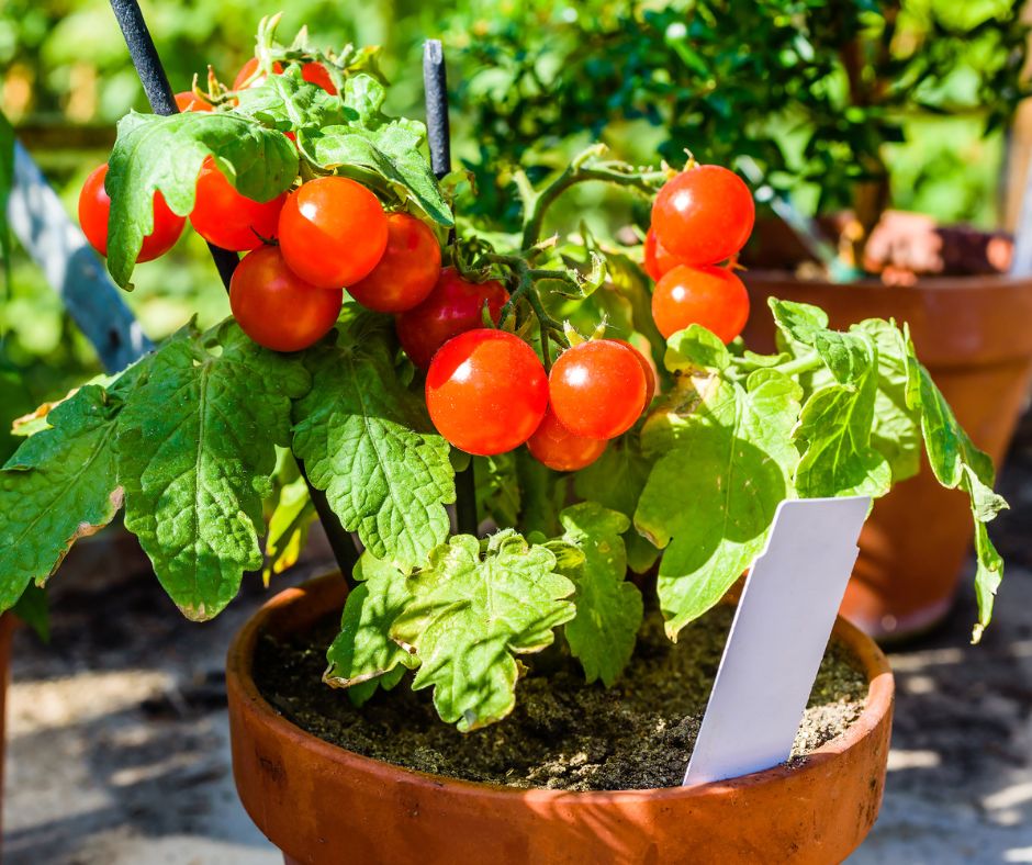 A tomato plant with cherry tomatoes
